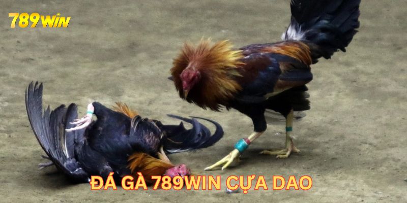 Đá gà 789Win cựa dao là lựa chọn rất được yêu thích 