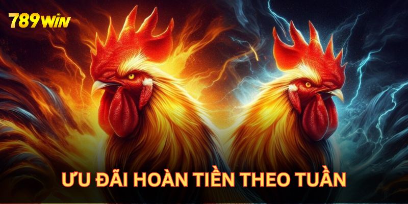 Ưu đãi hoàn tiền theo tuần là điểm hấp dẫn của đá gà 789win