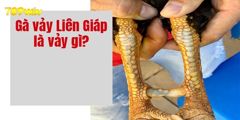 Vảy gà liên giáp